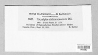 Golovinomyces cichoracearum image